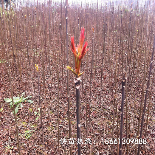 平凉市香椿苗价格100棵起售种植技术指导