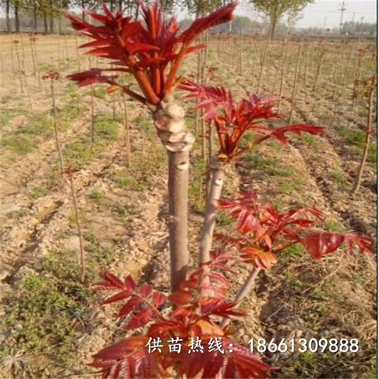 济南市香椿苗栽培种植技术品种假一赔十厂家