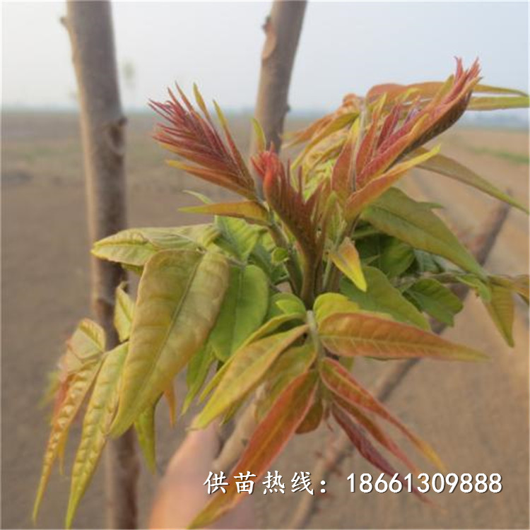铁岭市香椿苗种植技术免费提供技术销售