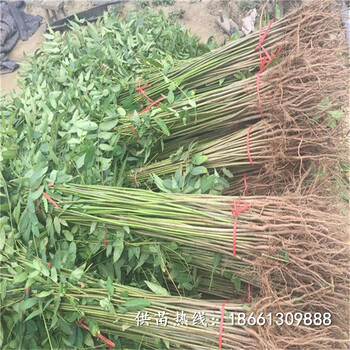 宿州市香椿苗栽培效益一棵多少钱基地