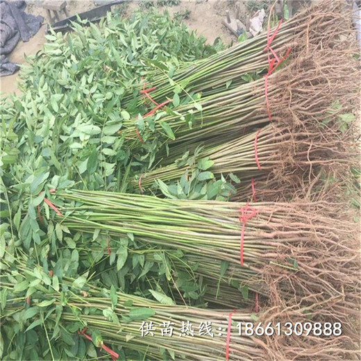 济南市香椿苗栽培种植技术一棵多少钱基地