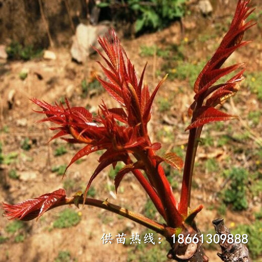 武汉市香椿苗栽培方法几年结果销售