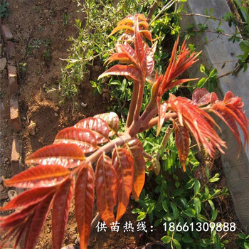 莱芜市香椿苗批发采购种植示范基地销售