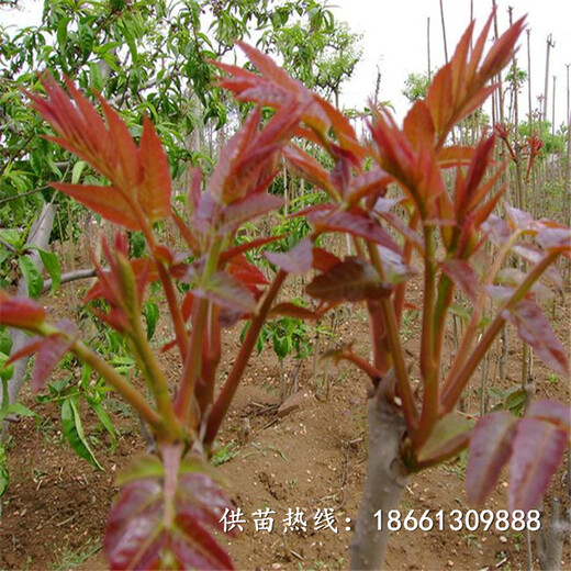 惠州市香椿苗批发种植示范基地销售
