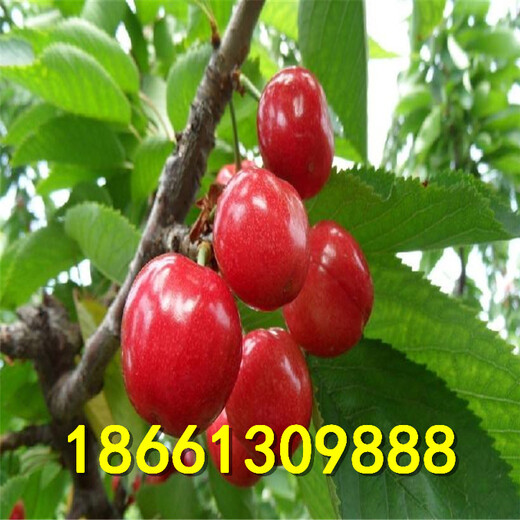 忻州市樱桃种1棵多少价格