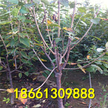 铜仁市樱桃树品种多成活率好图片2