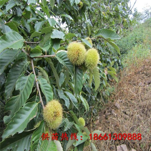 信阳市板栗苗木基地种植技术指导