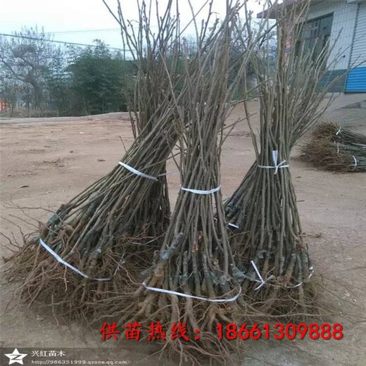 上海板栗苗新品種1棵多少價格
