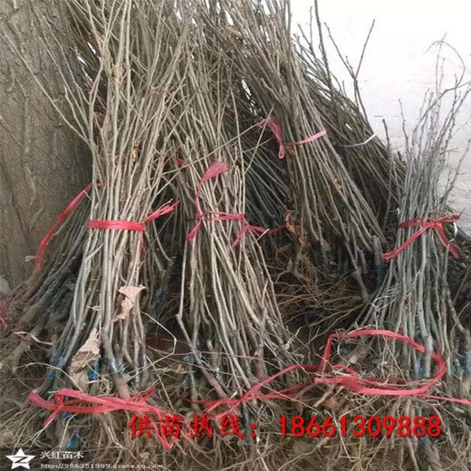 六盘水市板栗苗基地什么时候种植好