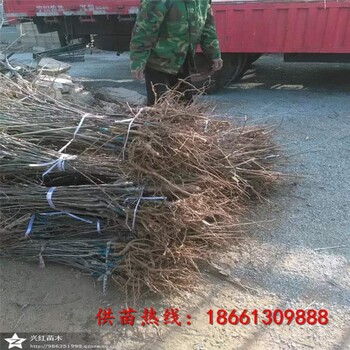 齊齊哈爾市嫁接板栗苗品種免費(fèi)提供技術(shù)