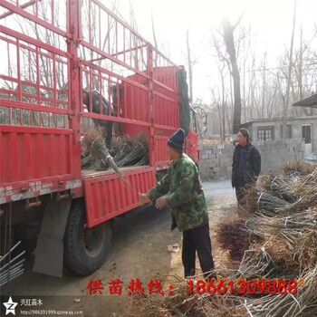 新鄉(xiāng)市板栗苗木價格品種純正假一賠十
