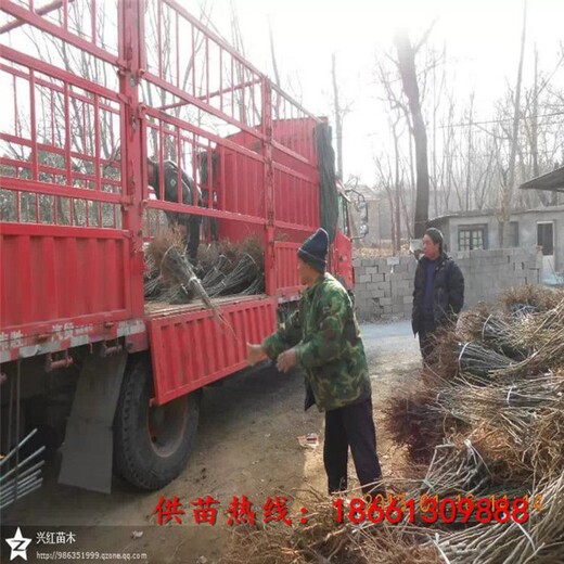 铜陵市简阳板栗苗基地100棵起售