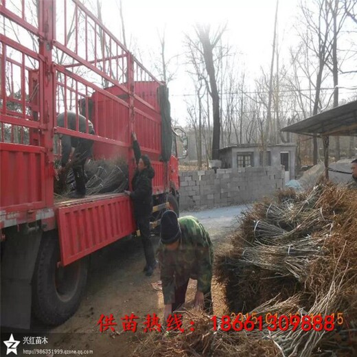 嘉峪關(guān)市板栗苗木價格批發(fā)基地