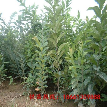 舟山市四川板栗苗品種品種多成活率高質(zhì)量好