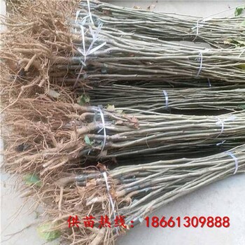 三明市簡陽板栗苗批發(fā)免費提供技術(shù)
