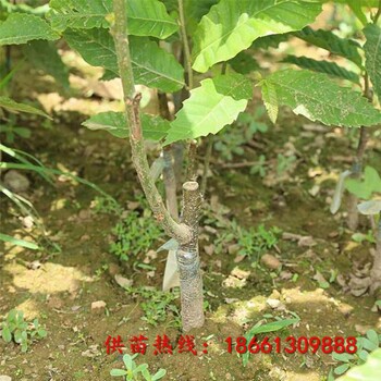 商丘市板栗苗木供應(yīng)信息幾年結(jié)果
