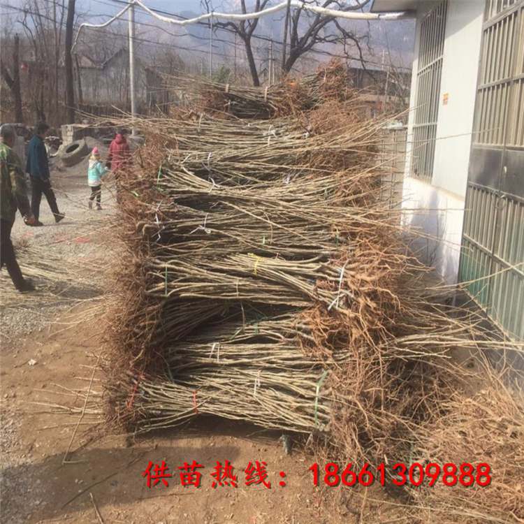 甘孜简阳板栗苗品种品种假一赔十