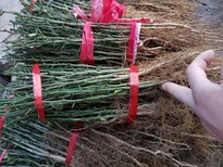 娄底市枳壳苗种植方法图片1