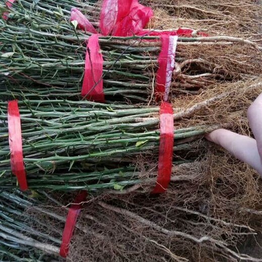 延边枳壳苗报价种植技术指导