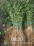 湘潭市枳壳苗哪家好种植方法图片3