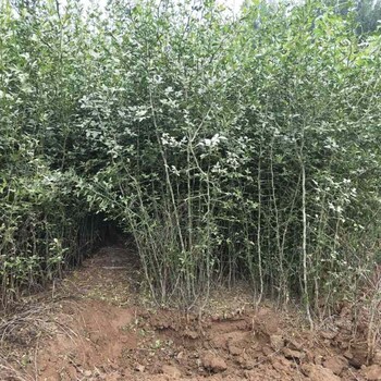 陇南市枳壳苗是什么意思种植示范基地