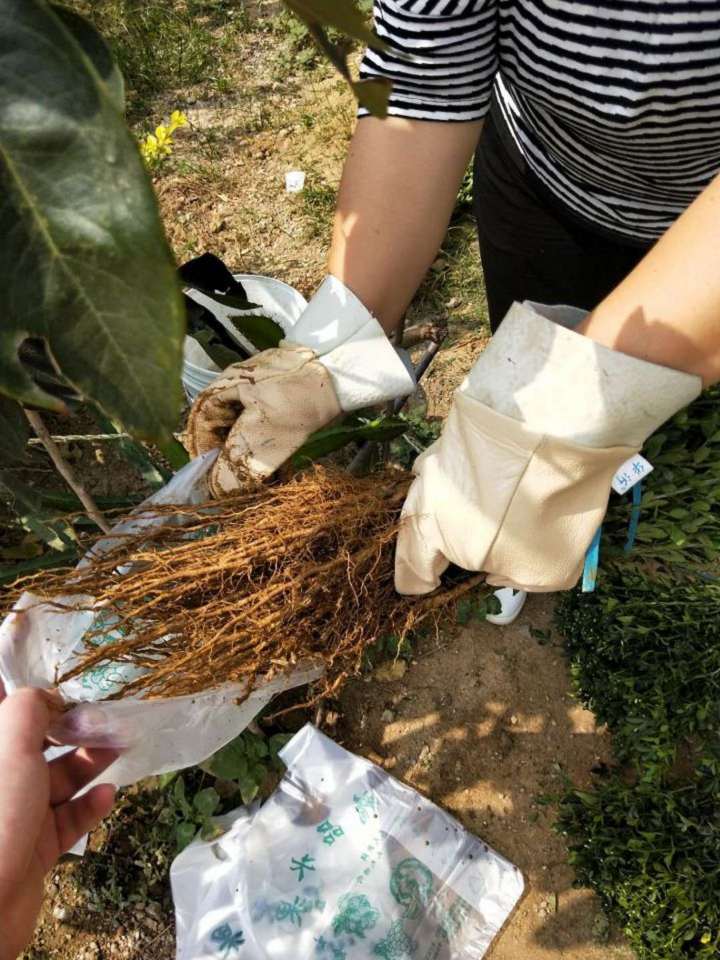 昆明市枳壳苗哪家好100棵起售