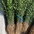 三沙市枳壳苗哪家好种植方法图片