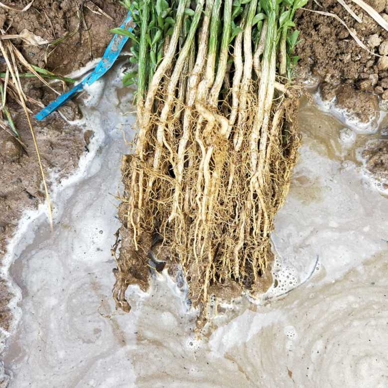 鄂尔多斯市哪里有枳壳苗种植示范基地