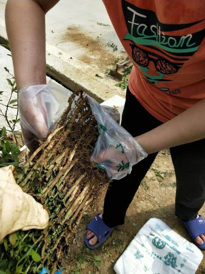 运城市枸橘苗基地1棵多少价格