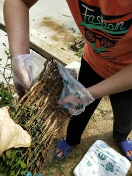 绍兴市枸橘苗价格什么时候种植好