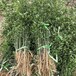 自贡市枳壳苗种植技术种植技术指导