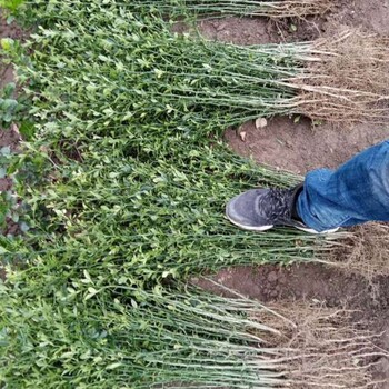 巴彦淖尔市湖南枳壳苗价格一亩地需要种多少