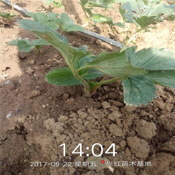 遂宁市刚买的草莓苗怎么种种植示范基地