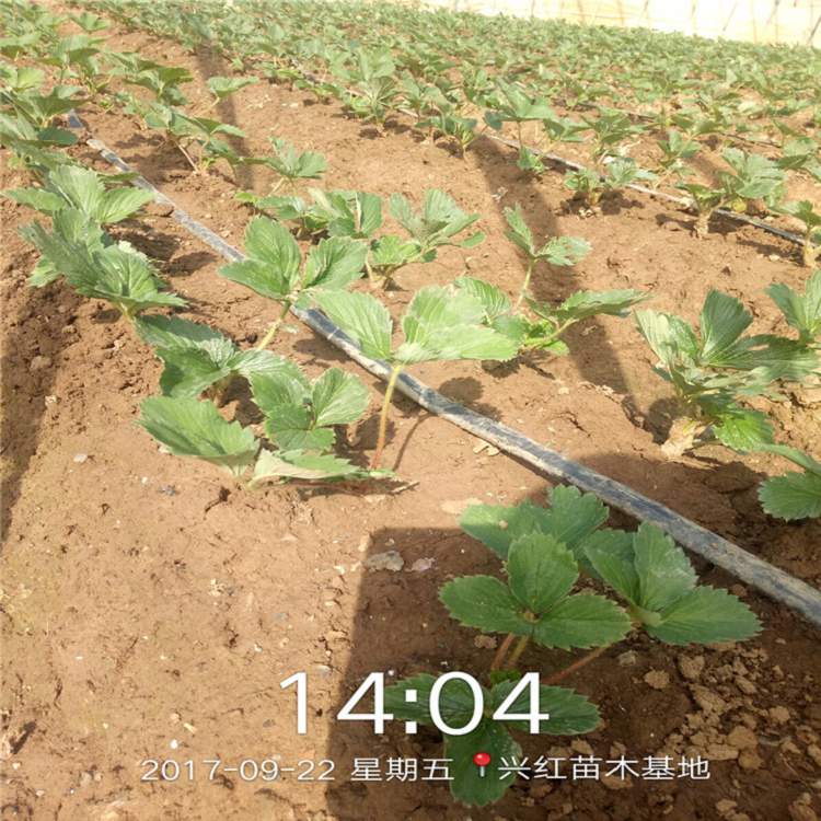 河南省盆栽草莓苗的种植一亩地需要种多少