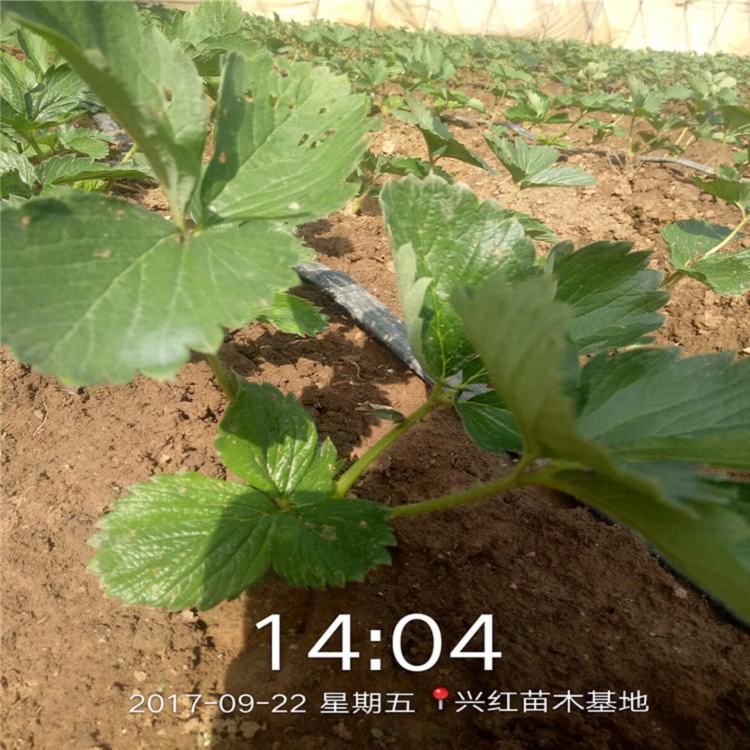 张掖市刚出土的草莓苗图片1棵多少价格