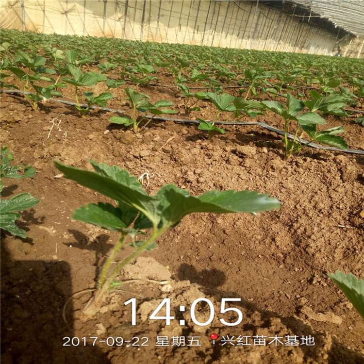 承德市草莓苗种植免费提供技术