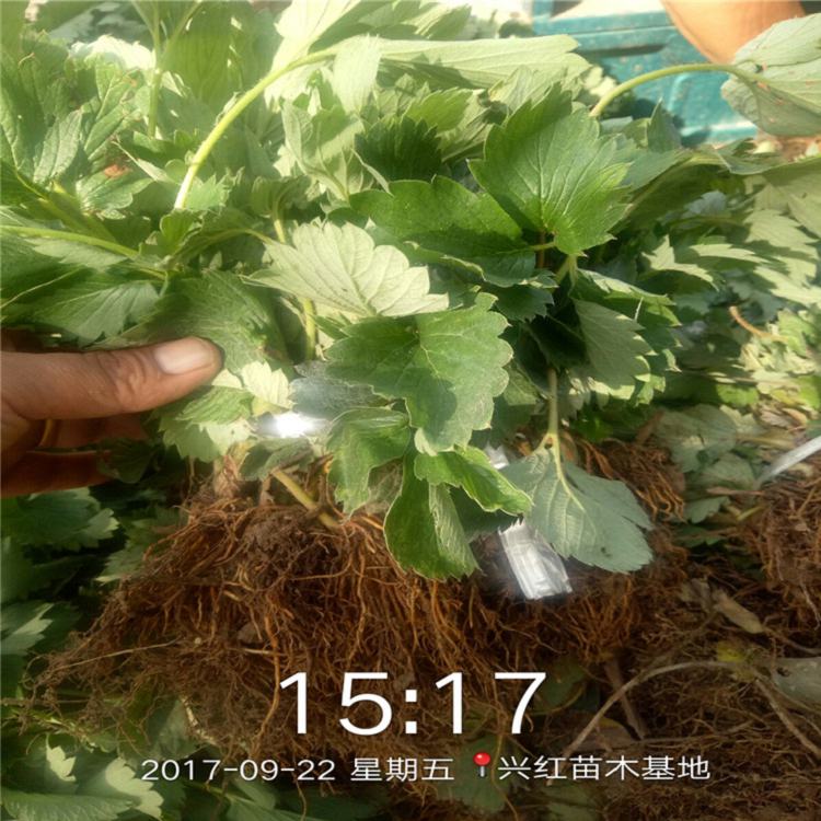 临汾市红颜草莓苗多少钱种植示范基地