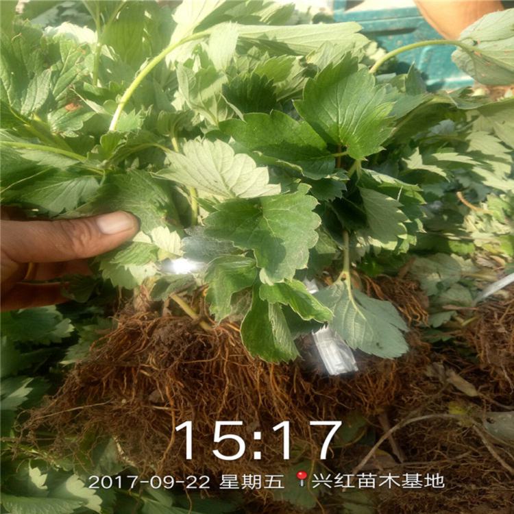 梅州市白草莓苗批发品种假一赔十