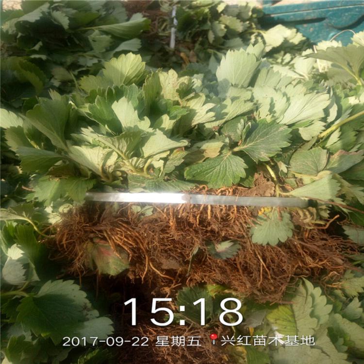 南充市章姬草莓苗价格种植技术指导