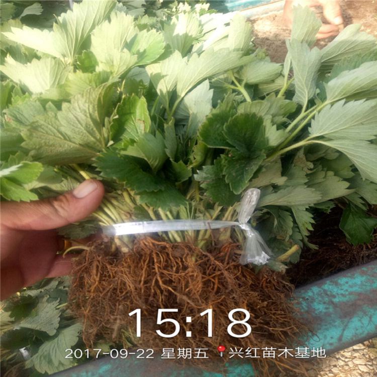 遂宁市草莓苗批发种植