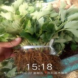 湖州市草莓苗品种介绍种植方法图片3