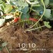扬州市草莓苗品种介绍一棵多少钱