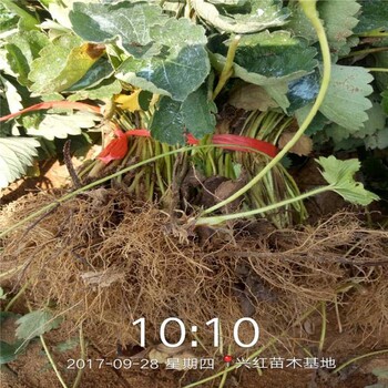 河南省北京草莓苗批发1棵多少价格