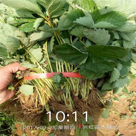 吕梁市草莓苗图片大全免费提供技术