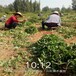 岳阳市脱毒草莓苗1棵多少价格