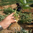苏州市赛娃草莓苗批发种植方法图片