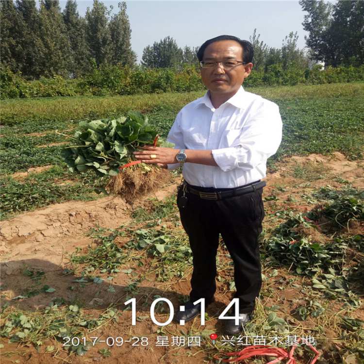 甘南草莓苗批发多少钱一株种植示范基地