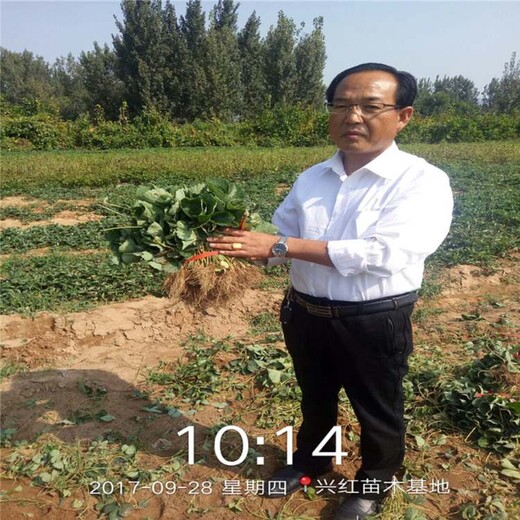 海南省草莓苗批发价格低哪里有售
