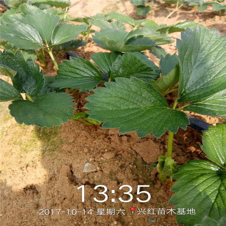 兰州市草莓苗怎么种植才活1棵多少价格