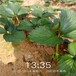 毕节市草莓苗的种植方法100棵起售